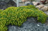 Azorella trifurcata / Andenpolster