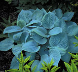 Hosta plantaginea 'Fragrant Blue' / Funkie Herzblatt-Lilie