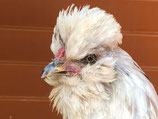 Oeufs fécondés des p'tites poules du jardin (2S)
