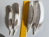 plumes rigides blanc & gris