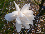White Rose  - 120/140cm