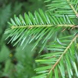 Sapin