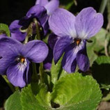 Violette