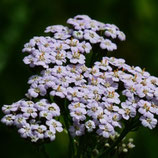 Achillée