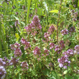 Thym Serpolet
