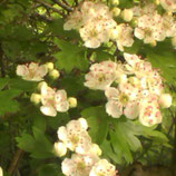 Eau florale Aubépine