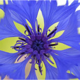 Bleuet
