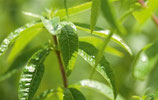 Verveine