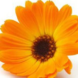 Calendule / Souci