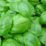 Basilic
