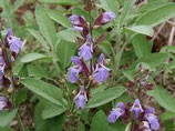 Sauge officinale