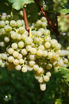 Cabernet Blanc 2024
