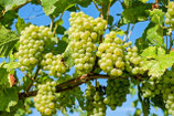 "sweet" Chardonnay