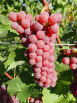 Souvignier Gris 2025