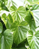 Tinospora cordifolia (Guduci, Giloy)