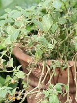 Withania somnifera (Ashwagandha)