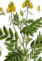 Cassia angustifolia 10% (Svarnapatri)