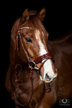 Trense Ulanda Lack cognac