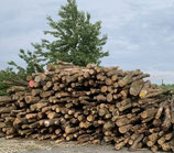 Buchen-Brennholz