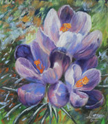 crocus