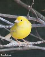 Kanarienvogel (gelb)