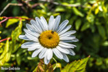 Gänseblümchen