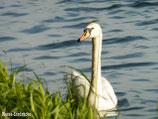 Schwan