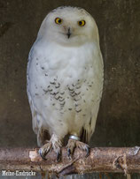 Schneeeule (Hedwig)