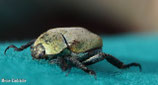 Käfer