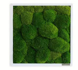 Moosbild: Wald- und Kugelmoosbild 35x35cm