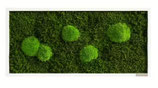 Moosbild: Wald- und  Kugelmoosbild 57x27cm
