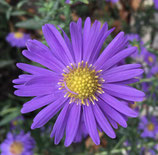 Winter-Yogakurs in Berlin Prenzlauer Berg, Montag 19.15 - 20.45 Uhr (in Präsenz)