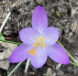 Personal Yoga Einzelstunde 60 Min.