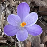 NEU Frühling-Yogakurs in Berlin Friedenau / Steglitz, Donnerstag 10:00 - 11:00 Uhr Uhr (in Präsenz)