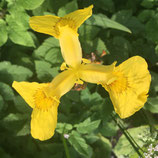 Einzelklasse drop in