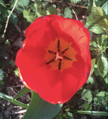 Sommer/Herbst-Yogakurs in Berlin Wilmersdorf-Charlottenburg im Sarasvati Yoga Studio, Donnerstag 17.15 -18.30 Uhr (in Präsenz)