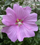 Anmeldung zur gratis Starter-Yogaklasse mit Empfang am 03.11.2025 in Berlin Prenzlauer Berg,  Montag 19:15 - 20:45 Uhr (in Präsenz)