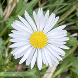 FRÜHLING-Yogakurs Special in Berlin Karlshorst, Dienstag 18.45 - 20.15 Uhr (in Präsenz)
