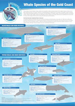 Humpbacks & High-Rises Whale Poster A0