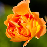 "Rose Orange" mit Profilaufhängung