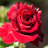 "Rose Rot" mit Profilaufhängung
