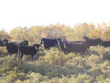 Colis de viande de taureau  BIO