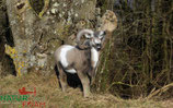 Natur Foame "Mouflon debout" Muflon