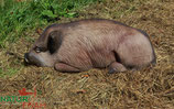 Natur Foam "Boar Lying" Wildschwein liegend