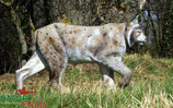 Natur Foam "Lynx" Luchs