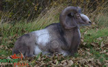 Natur Foam "Mouflon gitée" Muflon