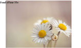 Fleurs