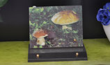 Plaque stratographiée "Champignons" : ART-SLC159S
