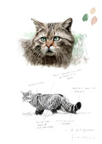 Chat forestier