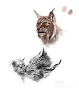 Lynx